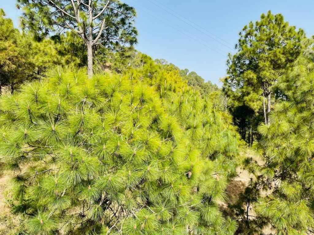 Hillcrest Heights Bed & Breakfast Kasauli Exterior foto